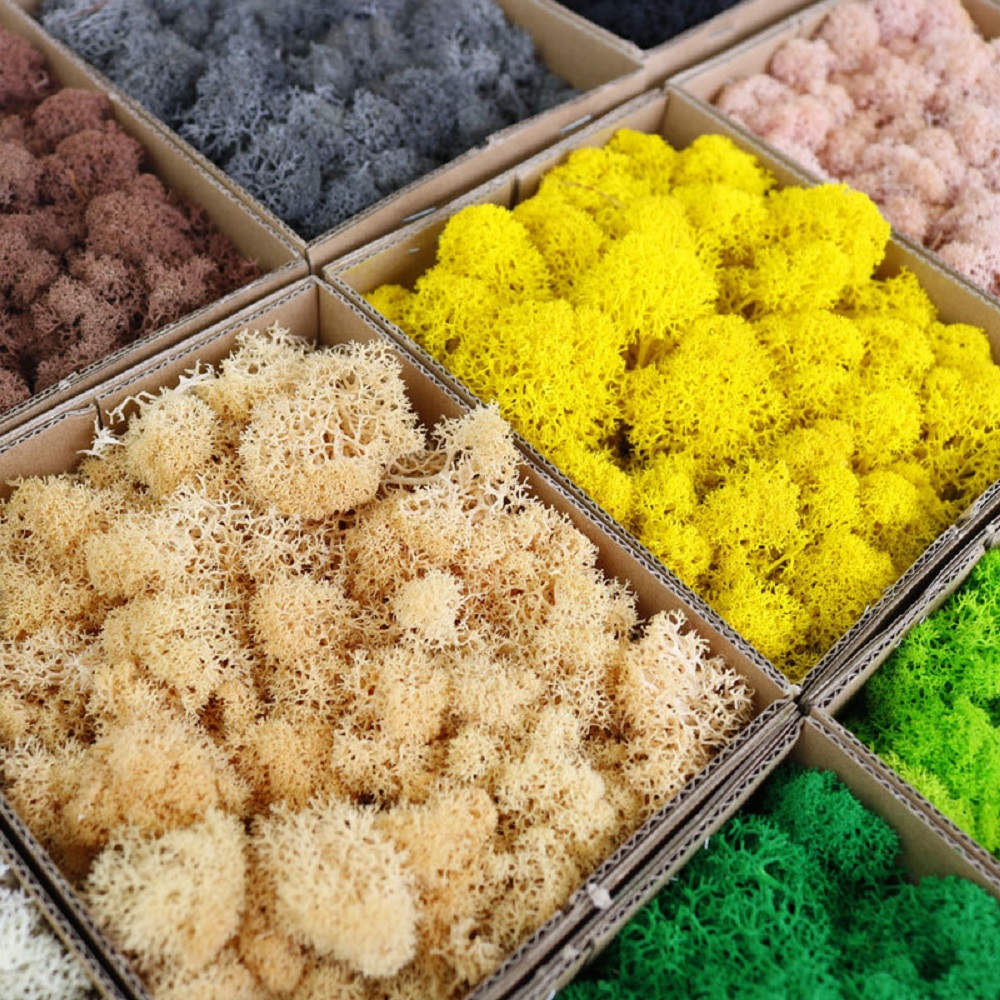 الحياة الأبدية موس Crafts بها  - مراجعة Preserved Moss Sheet وسعره