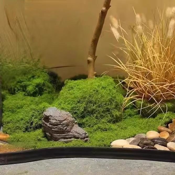 عشب الحياة الأبدية 200 جرام، ن - مراجعة Preserved Moss Sheet وسعره