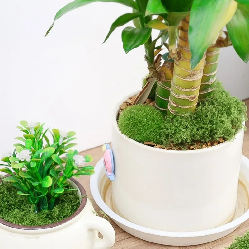 طحلب صناعي واقعي 30/300 جرام ل - مراجعة Preserved Moss Sheet وسعره