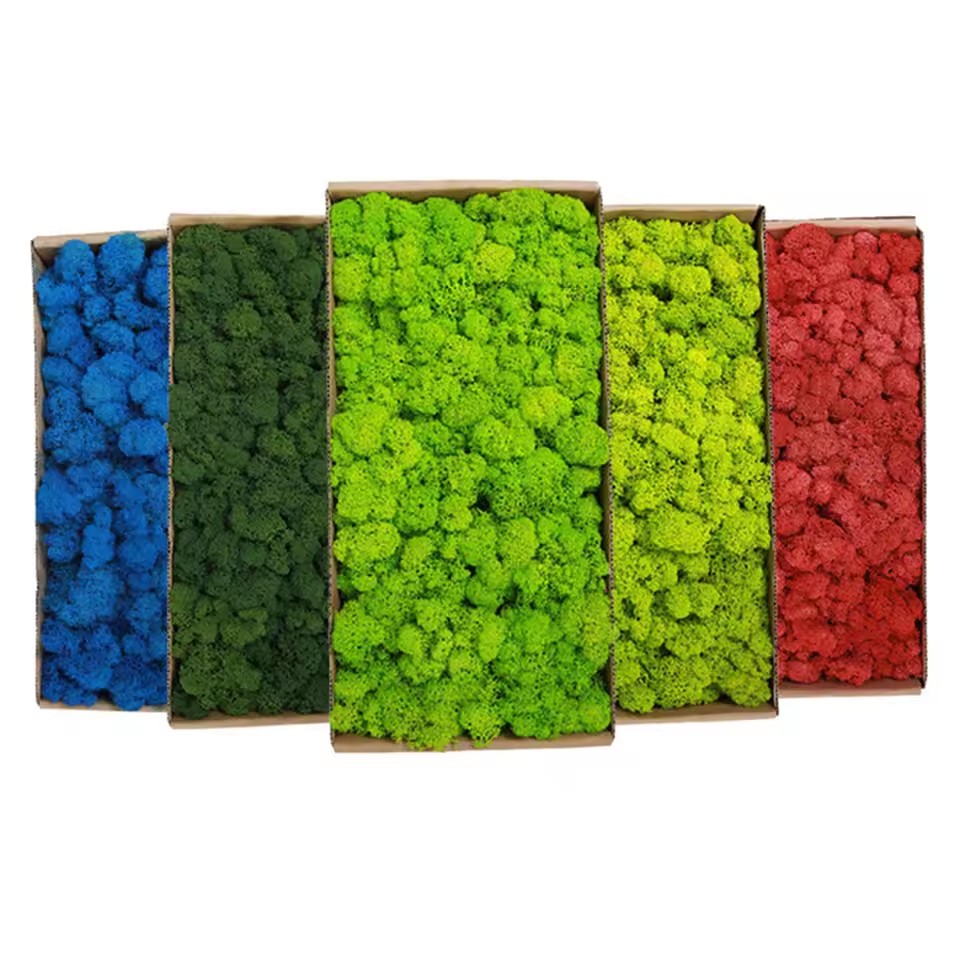 20-200 جرام نباتات خضراء اصطنا - مراجعة Preserved Moss Sheet وسعره