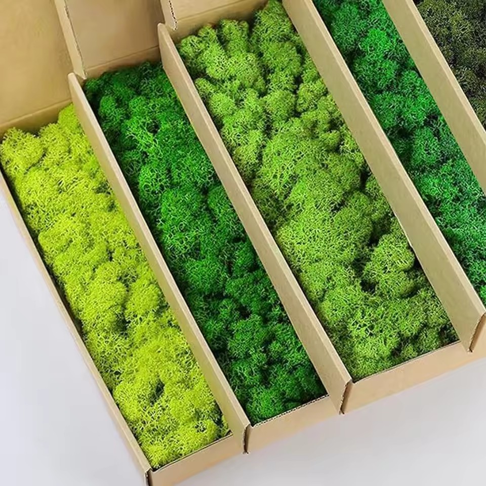 20-200 جرام نباتات خضراء اصطنا - مراجعة Preserved Moss Sheet وسعره